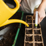 Само една капка предизвиква бурен растеж на моите разсади! Трик, който градинарите не използват.