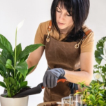 Сега е подходящият момент за размножаване на стайни растения: Едно движение с резници прави десет нови растения