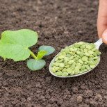 Никога не засаждайте краставици без него. Просто го сложете в дупката, когато засаждате разсада, и ще вадите по 2 реколти!