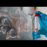 Тревожни новини: Вирусът с до 75% смъртност е отново активен!