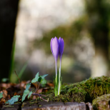 НИМХ обяви прогнозата за времето през март: Температури до 26 градуса, както и сняг