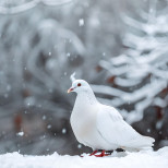 ТРИ зодиакални знака привличат добра карма на 1 март 2026