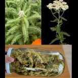 Защо човек трябва да умира, когато тази тревичка расте в двора му? Тя пречиства кръвта и всички органи!