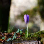 Месечен хороскоп за март 2026 година: Надежда, нови възможности и малки победи