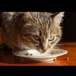 7 храни, които НИКОГА не трябва да давата не вашата котка - може да има фатален край!