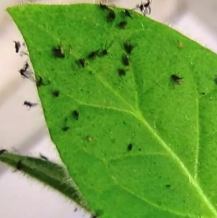 Поръсих 1 чаена лъжичка под разсада и черните мушички изчезнаха за 2 дни.