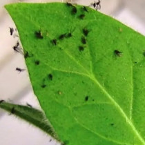 Поръсих 1 чаена лъжичка под разсада и черните мушички изчезнаха за 2 дни.