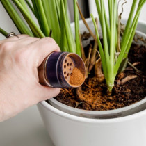 Тя поръси зимната подправка в саксиите и само за 5 дни растенията цъфтяха: Предпазва корените от мухъл, гъбички и гниене