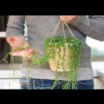 Цветето, което прогонва нещастието от дома: Идеално за декорация, устойчиво и лесно за грижа