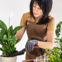 Сега е подходящият момент за размножаване на стайни растения: Едно движение с резници прави десет нови растения