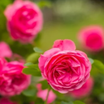 Цветя за засаждане през февруари: Тези 4 вида ще цъфтят цяло лято и ще украсят вашата тераса