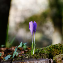 НИМХ обяви прогнозата за времето през март: Температури до 26 градуса, както и сняг