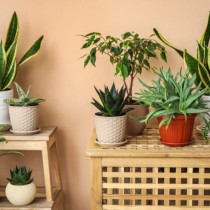 Прогонва парите и щастието от къщата: Жените отглеждат това растение и дори не осъзнават, че им причинява проблеми