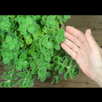 Даже Алое Вера не е толкова мощно! Това растение лекува алергии, настинки и вируси - имам го във всяка стая!