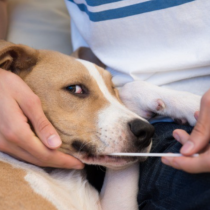 Жена направи ДНК на кучето си: Едва не припадна, когато видя резултатите, не очакваше това