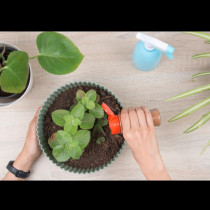 Тя поръси зимната подправка в саксиите и за 5 дни растенията оживяха: Предпазва корените от мухъл, гъбички и гниене