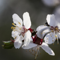 Подробен месечен хороскоп – март 2026: