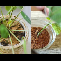 Поръсвам сладката подправка в саксиите, а резниците направо слагам да киснат вътре: Всичко оживява пред очите ми!