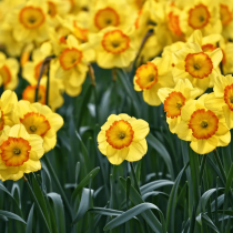 Месечен хороскоп за март 2026 г.-Раците ще се отърват по-лесно от стари дългове, Стрелец-Събужда желание за растеж