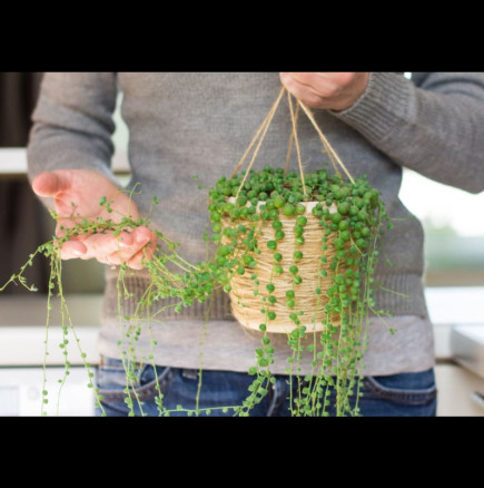 Цветето, което прогонва нещастието от дома: Идеално за декорация, устойчиво и лесно за грижа