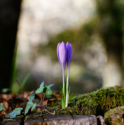 НИМХ обяви прогнозата за времето през март: Температури до 26 градуса, както и сняг