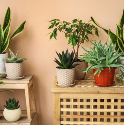 Прогонва парите и щастието от къщата: Жените отглеждат това растение и дори не осъзнават, че им причинява проблеми