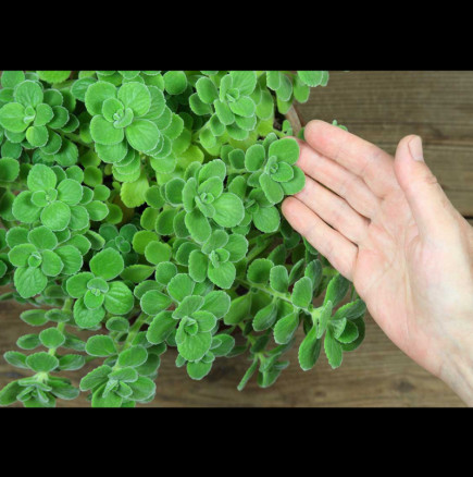 Даже Алое Вера не е толкова мощно! Това растение лекува алергии, настинки и вируси - имам го във всяка стая!