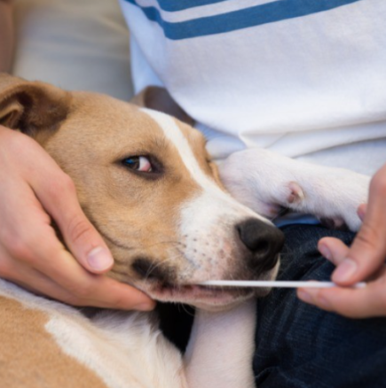 Жена направи ДНК на кучето си: Едва не припадна, когато видя резултатите, не очакваше това