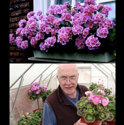 Преди да изнесете мушкатата на балкона, трябва да знаете ТОВА: Ще цъфтят по-буйно от всякога до първи сняг!