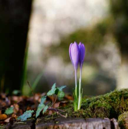 Месечен хороскоп за март 2026 година: Надежда, нови възможности и малки победи