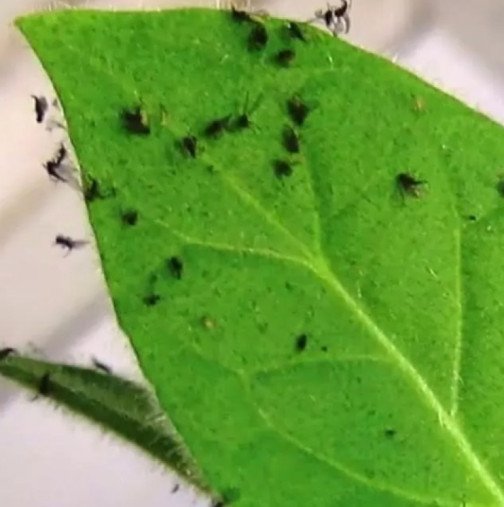 Поръсих 1 чаена лъжичка под разсада и черните мушички изчезнаха за 2 дни.