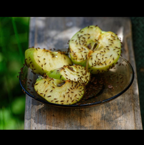 Те се появяват и посред зима, размножавайки се с невероятна скорост: Как да прогоним плодните мушици от дома завинаги?