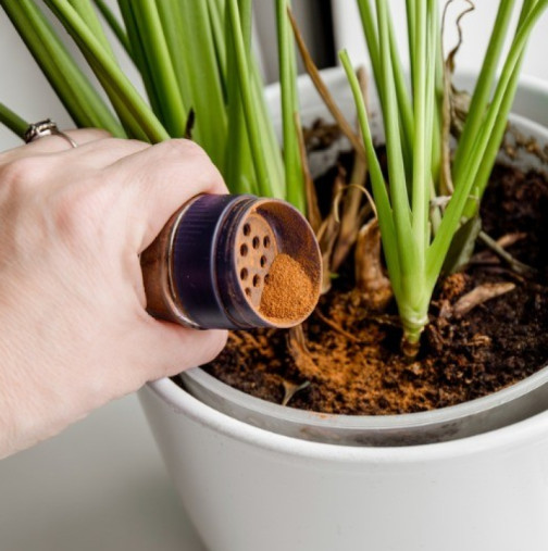 Тя поръси зимната подправка в саксиите и само за 5 дни растенията цъфтяха: Предпазва корените от мухъл, гъбички и гниене