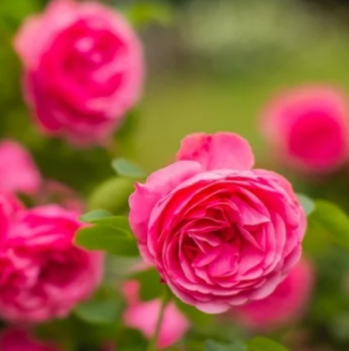 Цветя за засаждане през февруари: Тези 4 вида ще цъфтят цяло лято и ще украсят вашата тераса