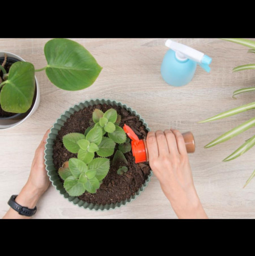 Тя поръси зимната подправка в саксиите и за 5 дни растенията оживяха: Предпазва корените от мухъл, гъбички и гниене