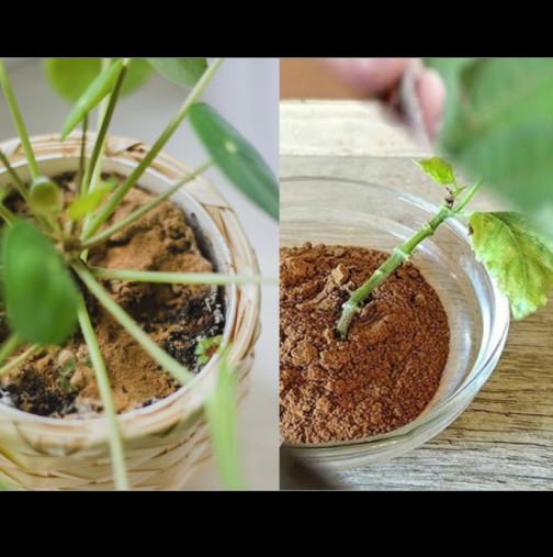 Поръсвам сладката подправка в саксиите, а резниците направо слагам да киснат вътре: Всичко оживява пред очите ми!