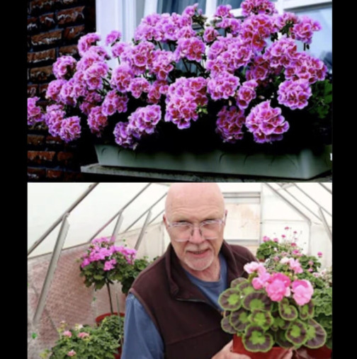 Преди да изнесете мушкатата на балкона, трябва да знаете ТОВА: Ще цъфтят по-буйно от всякога до първи сняг!