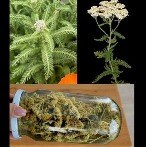 Защо човек трябва да умира, когато тази тревичка расте в двора му? Тя пречиства кръвта и всички органи!