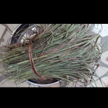 Прясна е полезна, но сушена е истинско съкровище! Сварете чай от тази билка - пречиства кръвта и тялото, елиминира раковите клетки