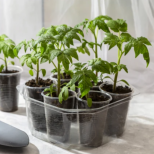 Разсадът на домати с тънък и слаб корен? Ето 3 основни причини и 5 начина да го укрепите