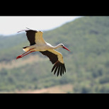 Първите щъркели вече кацнаха у нас! Вижте красивите птици (+всички поверия за щъркелите и пролетта):