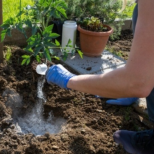 „Така ме научи леля ми“: Ето как да засадите доматите, за да са едри, здрави и без болести