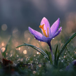 ТЕЛЕЦ, финансов въпрос изисква внимание. БЛИЗНАЦИ, в центъра на събитията сте - Дневен хороскоп за 29 март 2026