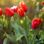 Ето как лалетата виреят в Холандия. Вместо на боклука, те дават това на лалетата: Заради една съставка от кухнята, те растат като луди