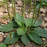 Растението, което виждате на снимката, е едно от най-чудотворните растения в света!