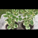 Най-благодарното растение: отблъсква комари и целият двор ухае на него! Заслужавате го и вие: