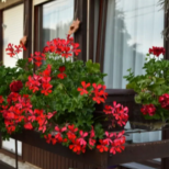 Всички ще гледат към вашата тераса: Една капка от това е достатъчна, за да цъфтят мушкатата непрекъснато до слана