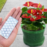 1 хапче и бъдете готови за цветна експлозия! Лъскави листа без прах и водопад от цветове: