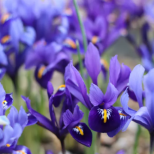 Хороскоп петък за 13 март 2026 г.