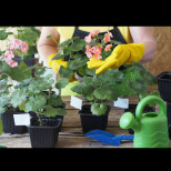 Март е повратна точка за МУШКАТАТА: Полейте ги с вода, към която сте добавили 1 супена лъжица от това, и ги събудете от зимния им сън.